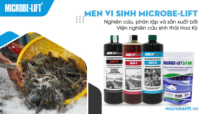Men vi sinh Microbe-Lift được nghiên cứu, phân lập và sản xuất bởi Viện nghiên cứu sinh thái Hoa Kỳ (Ecological Laboratories INC). Men vi sinh Microbe-Lift được nghiên cứu, phân lập và sản xuất bởi Viện nghiên cứu sinh thái Hoa Kỳ (Ecological Laboratories INC).
