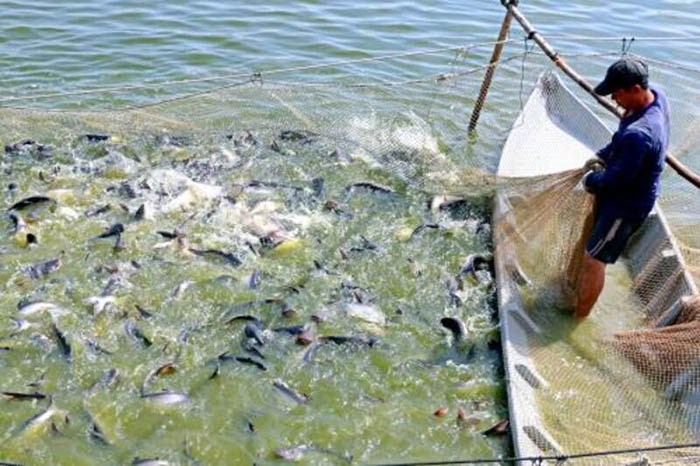 Một trong những chi phí lớn trong nuôi cá tra là chi phí thay nước. Một trong những chi phí lớn trong nuôi cá tra là chi phí thay nước.