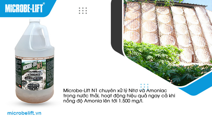 Microbe-Lift N1 là giải pháp chuyên xử lý Nitơ và Amoniac trong nước thải, hoạt động hiệu quả ngay cả khi nồng độ Amonia lên tới 1.500 mg/l. Microbe-Lift N1 là giải pháp chuyên xử lý Nitơ và Amoniac trong nước thải, hoạt động hiệu quả ngay cả khi nồng độ Amonia lên tới 1.500 mg/l.