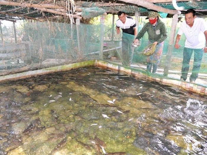 Quy trình kỹ thuật nuôi cá chình trong bể xi măng 2 Cá chình giống chủ yếu được khai thác từ tự nhiên.