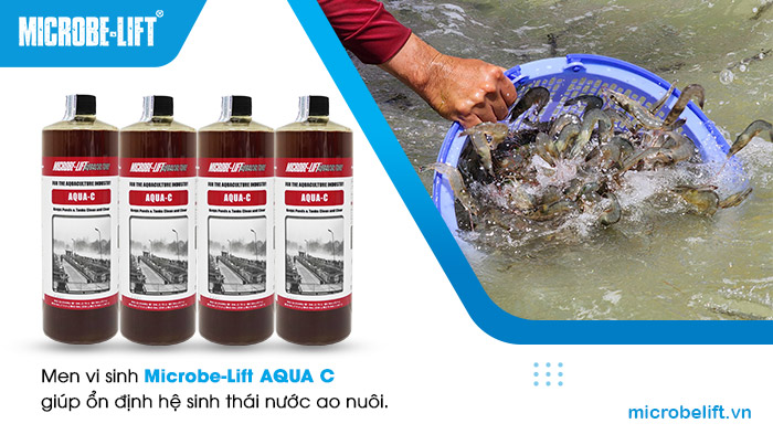 Men vi sinh Microbe-Lift AQUA C giúp ổn định hệ sinh thái nước ao nuôi. Men vi sinh Microbe-Lift AQUA C giúp ổn định hệ sinh thái nước ao nuôi.