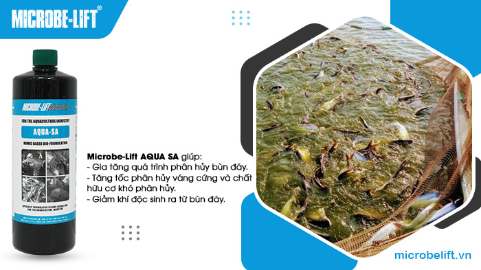 Sử dụng men vi sinh Microbe-Lift AQUA SA để tăng tốc phân hủy chất hữu cơ, bùn đáy ao nuôi, từ đó giảm khí độc và cải thiện chất lượng nước. Sử dụng men vi sinh Microbe-Lift AQUA SA để tăng tốc phân hủy chất hữu cơ, bùn đáy ao nuôi, từ đó giảm khí độc và cải thiện chất lượng nước.