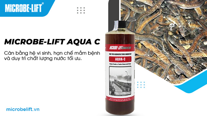 Sử dụng men vi sinh như Microbe-Lift AQUA C trong quá trình nuôi cá chình trong bể xi măng giúp cân bằng hệ vi sinh. Sử dụng men vi sinh như Microbe-Lift AQUA C trong quá trình nuôi cá chình trong bể xi măng giúp cân bằng hệ vi sinh.