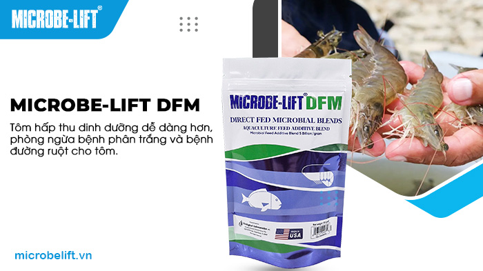 Men vi sinh Microbe-Lift DFM - Cung cấp lợi khuẩn cho đường ruột tôm. Men vi sinh Microbe-Lift DFM - Cung cấp lợi khuẩn cho đường ruột tôm.