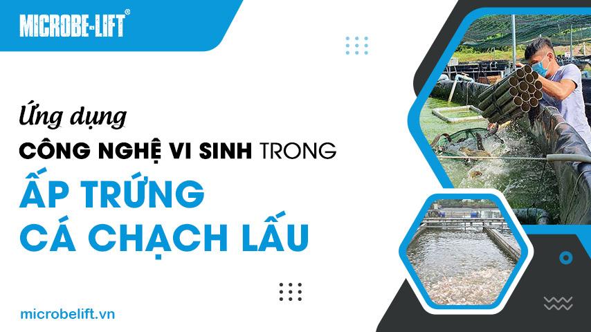 Ứng dụng công nghệ vi sinh trong ấp trứng cá chạch lấu