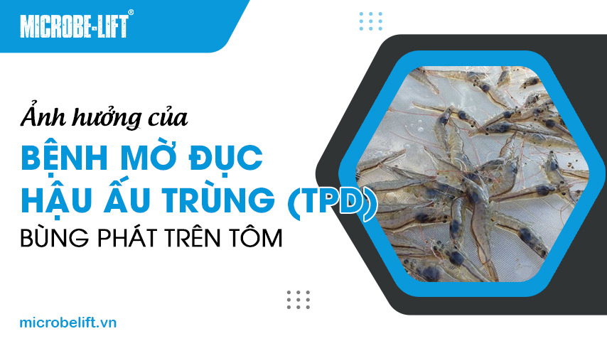 Ảnh hưởng của bệnh mờ đục hậu ấu trùng (TPD) bùng phát trên tôm