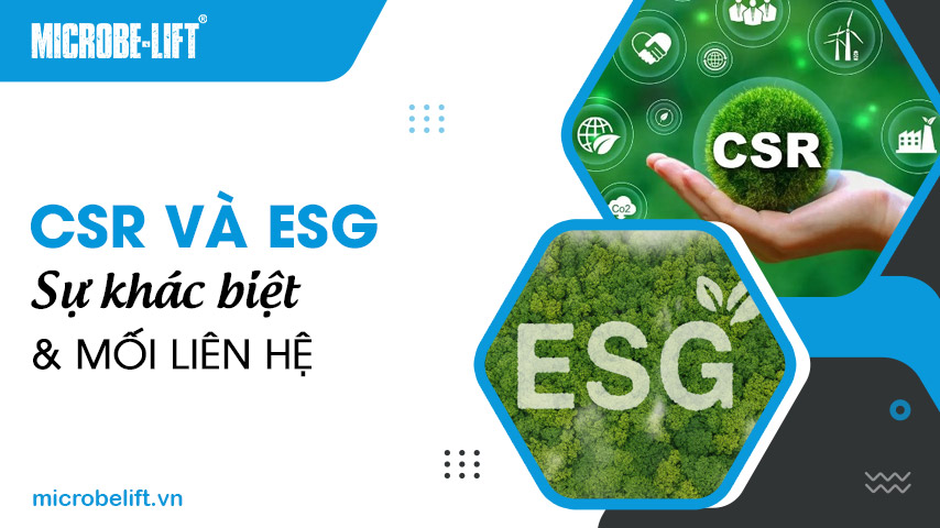 CSR và ESG: Sự khác biệt và Mối liên hệ