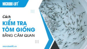 Cách kiểm tra tôm giống bằng cảm quan