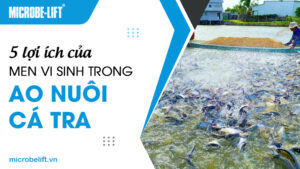 5 lợi ích của men vi sinh trong ao nuôi cá tra