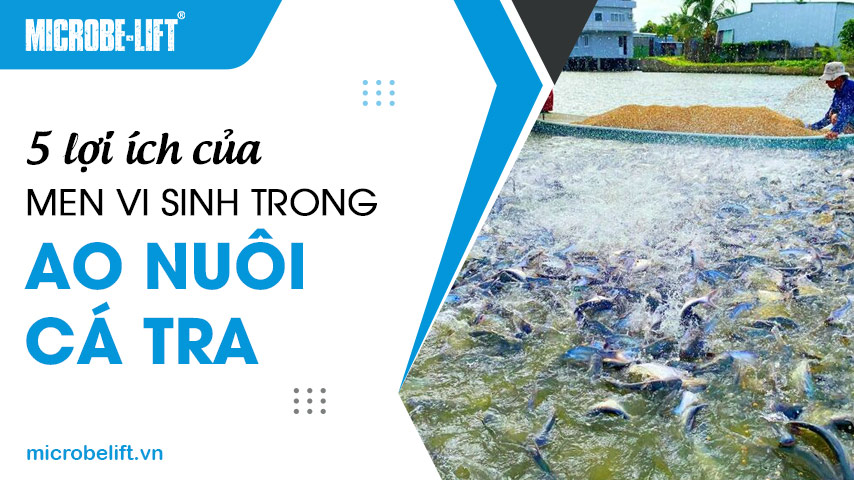 5 lợi ích của men vi sinh trong ao nuôi cá tra