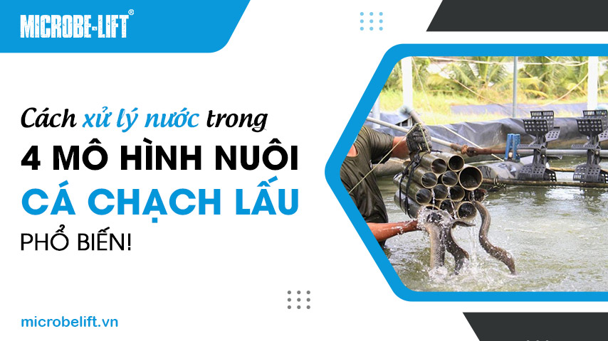 Cách xử lý nước trong 4 mô hình nuôi cá chạch lấu phổ biến!