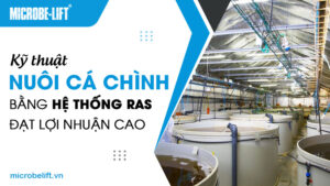 Kỹ thuật nuôi cá chình bằng hệ thống RAS đạt lợi nhuận cao