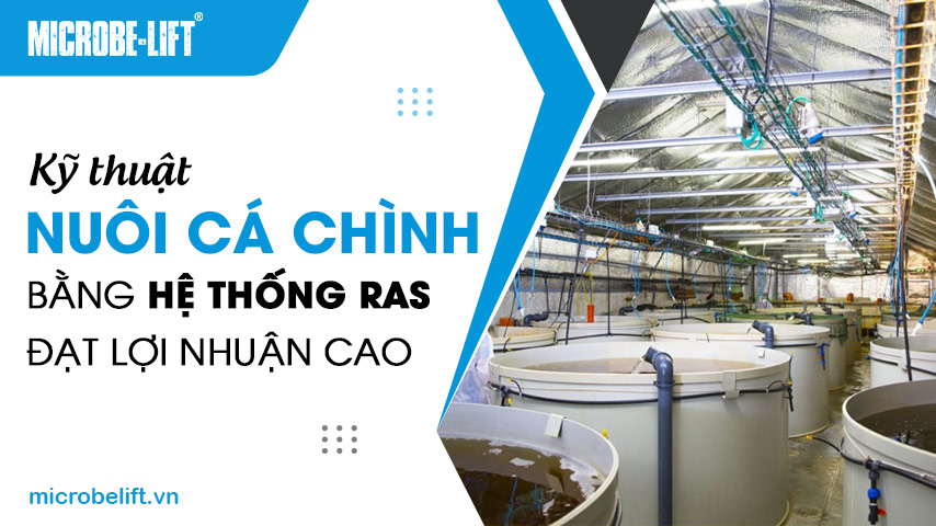 Kỹ thuật nuôi cá chình bằng hệ thống RAS đạt lợi nhuận cao