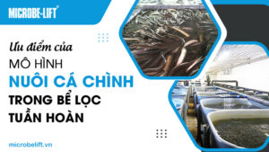 Ưu điểm của mô hình nuôi cá chình trong bể lọc tuần hoàn