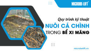 Quy trình kỹ thuật nuôi cá chình trong bể xi măng