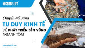 Chuyển đổi sang tư duy kinh tế để phát triển bền vững ngành tôm