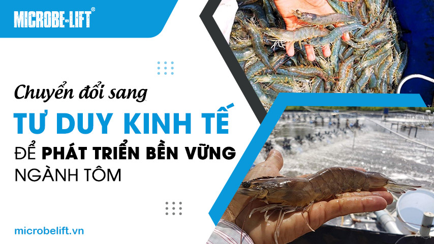 Chuyển đổi sang tư duy kinh tế để phát triển bền vững ngành tôm