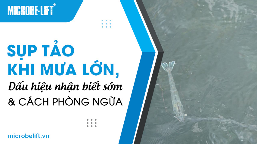 Sụp tảo khi mưa lớn, dấu hiệu nhận biết sớm và cách phòng ngừa