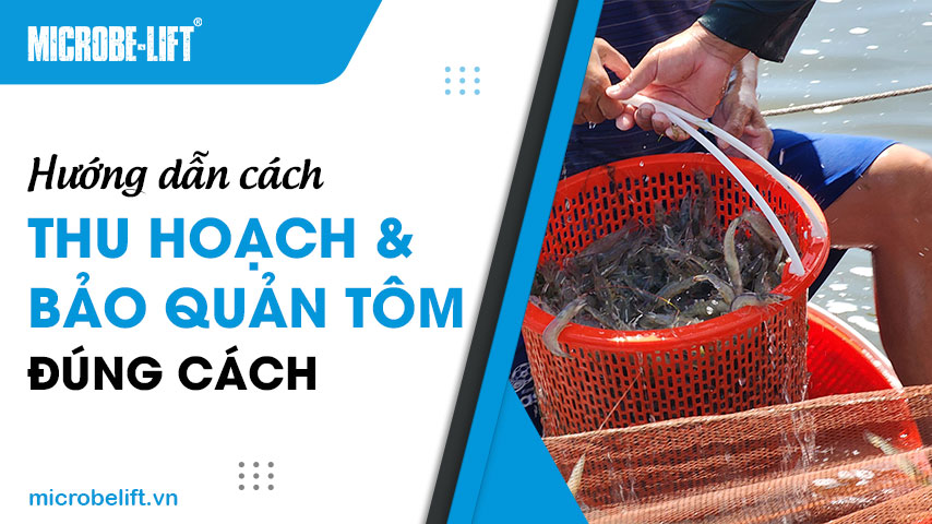 Hướng dẫn cách thu hoạch và bảo quản tôm đúng cách