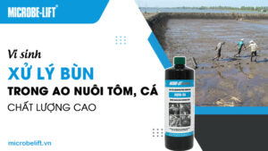 Vi sinh xử lý bùn trong ao nuôi tôm, cá chất lượng cao