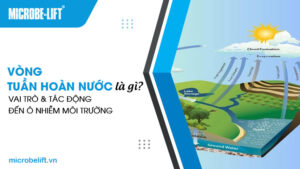 Vòng tuần hoàn nước là gì? Vai trò và tác động đến ô nhiễm môi trường