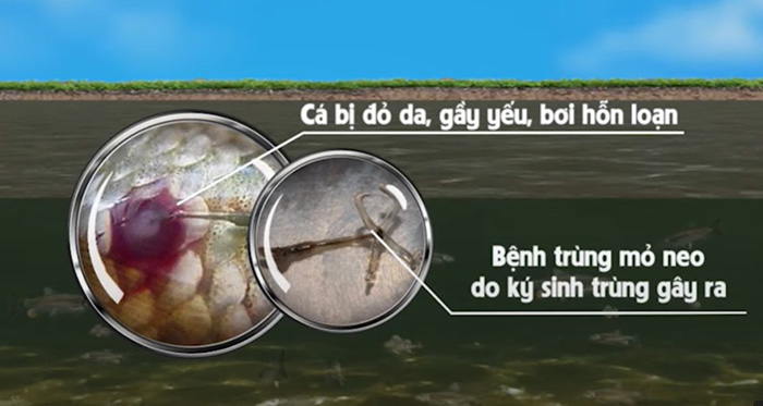 Dấu hiệu cá nhiễm trùng mỏ neo. Dấu hiệu cá nhiễm trùng mỏ neo.