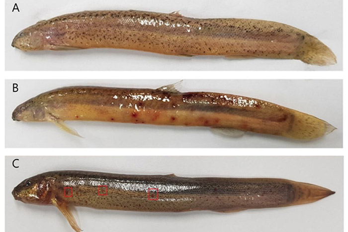 Cá nhiễm Aeromonas Hydrophila. Cá nhiễm Aeromonas Hydrophila.