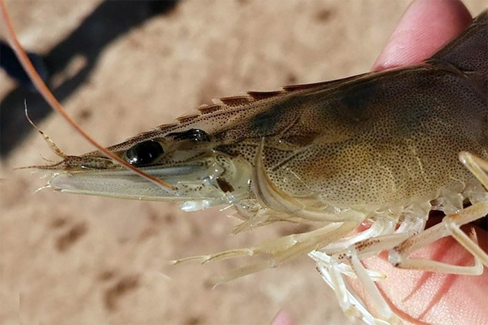 Quá trình trao đổi khí ở tôm gồm nhiều bước khác nhau. Quá trình trao đổi khí ở tôm gồm nhiều bước khác nhau.