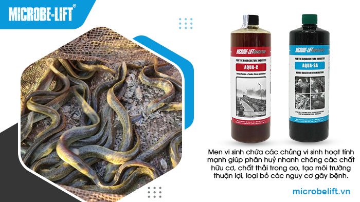Sử dụng men vi sinh giúp kiểm soát môi trường nước, hạn chế dịch bệnh trên cá chình. Sử dụng men vi sinh giúp kiểm soát môi trường nước, hạn chế dịch bệnh trên cá chình.