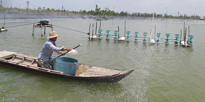 Tạt khoáng trực tiếp xuống ao. Tạt khoáng trực tiếp xuống ao.