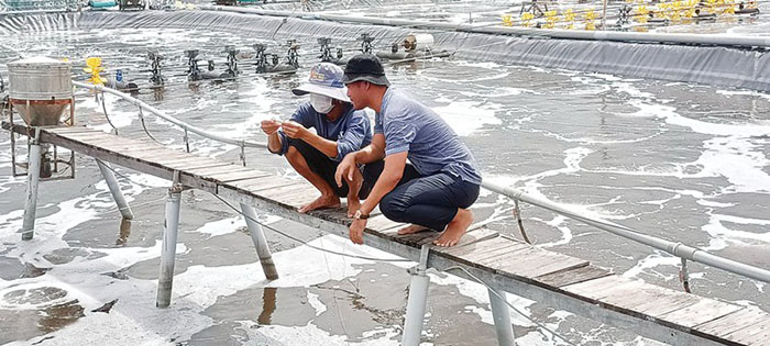Thức ăn xanh: Giải pháp đổi mới, mang lại lợi ích kép cho thủy sản 2 Thức ăn xanh giúp giảm chi phí, tăng giá trị thương mại cho sản phẩm thủy sản.
