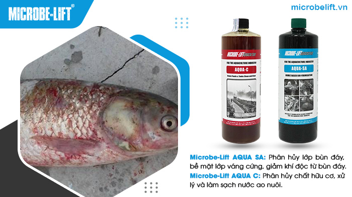 Sử dụng các sản phẩm men vi sinh giúp hỗ trợ xử lý nước ao nuôi. Sử dụng các sản phẩm men vi sinh giúp hỗ trợ xử lý nước ao nuôi.