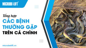 Tổng hợp các bệnh thường gặp trên cá chình