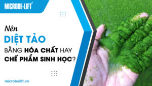 Nên diệt tảo bằng hóa chất hay chế phẩm sinh học?
