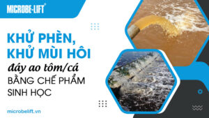Khử phèn, khử mùi hôi đáy ao tôm/cá bằng chế phẩm sinh học