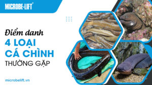 Điểm danh 4 loại cá chình thường gặp