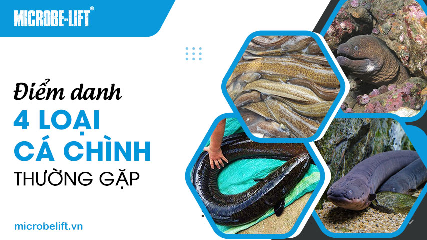 Điểm danh 4 loại cá chình thường gặp