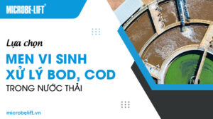 Lựa chọn men vi sinh xử lý BOD, COD trong nước thải