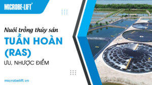 Nuôi trồng thủy sản tuần hoàn (RAS): Ưu, nhược điểm