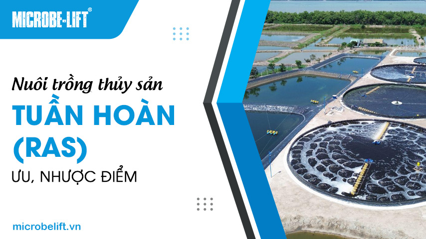 Nuôi trồng thủy sản tuần hoàn (RAS): Ưu, nhược điểm