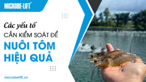 Các yếu tố cần kiểm soát để nuôi tôm hiệu quả