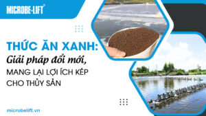 Thức ăn xanh: Giải pháp đổi mới, mang lại lợi ích kép cho thủy sản