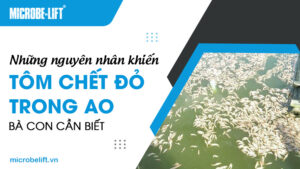 Những nguyên nhân khiến tôm chết đỏ trong ao bà con cần biết