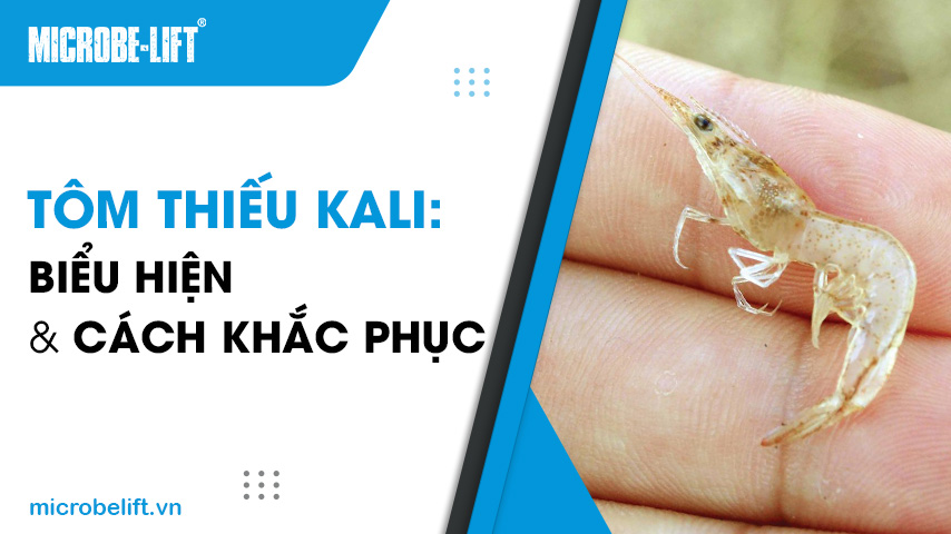 Tôm thiếu Kali: Biểu hiện và cách khắc phục 1 Tôm thiếu Kali: Biểu hiện và cách khắc phục