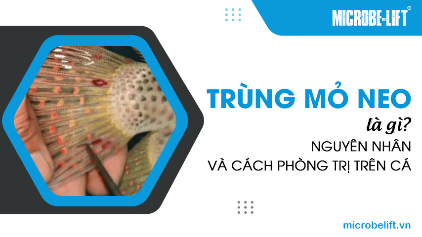 Trùng mỏ neo là gì? Nguyên nhân và cách phòng trị trên cá