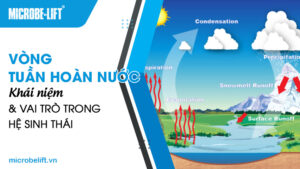Vòng tuần hoàn nước: Khái niệm và vai trò trong hệ sinh thái