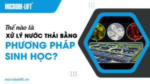 Thế nào là xử lý nước thải bằng phương pháp sinh học?