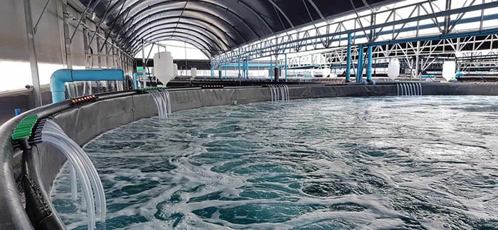 Hệ thống nuôi tôm tuần hoàn nước tái sử dụng nước sạch, bảo vệ môi trường. Hệ thống nuôi tôm tuần hoàn nước tái sử dụng nước sạch, bảo vệ môi trường.