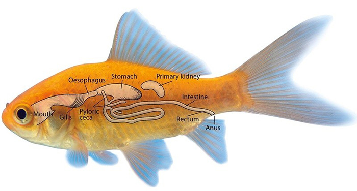Men vi sinh giúp cải thiện tiêu hóa, hấp thụ dinh dưỡng và tăng trưởng cá. Men vi sinh giúp cải thiện tiêu hóa, hấp thụ dinh dưỡng và tăng trưởng cá.