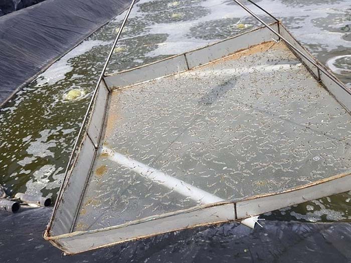 Dùng Microbe-Lift AQUA C 40ml/m³ và Microbe-Lift AQUA N1 40ml/m³ trong 7 ngày khởi động. Dùng Microbe-Lift AQUA C 40ml/m³ và Microbe-Lift AQUA N1 40ml/m³ trong 7 ngày khởi động.